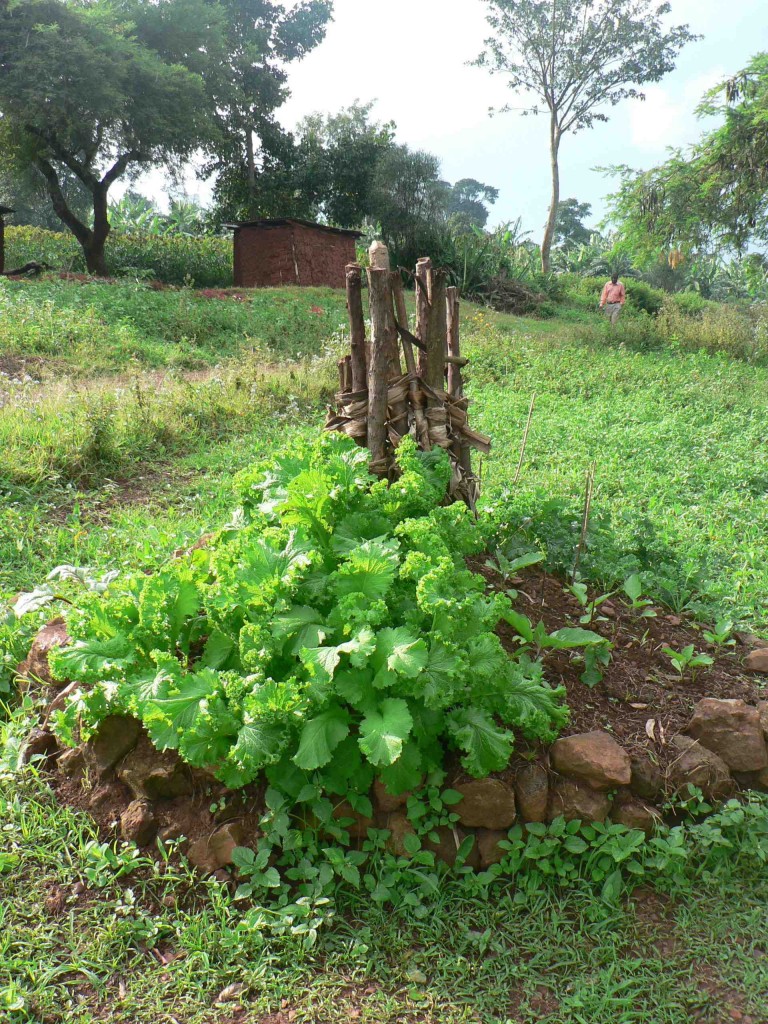 A kitchen garden